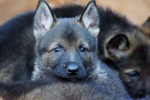 Jobs in German Shepherds New York Canine - reviews